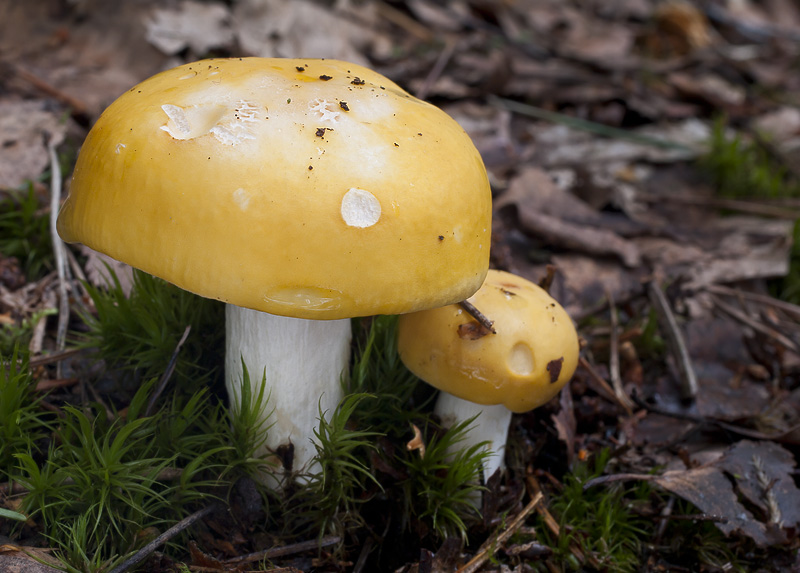 Russula claroflava